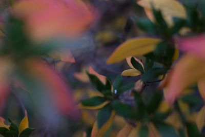 Close-up of red flowering plant