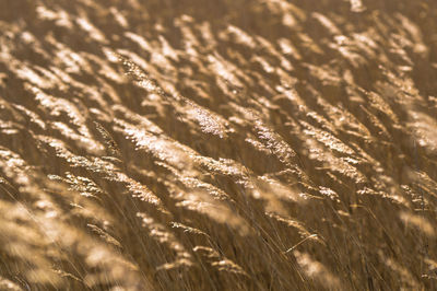 Full frame shot of stalks in field