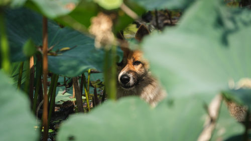 Portrait of dog