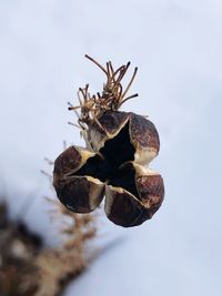 Close-up of insect on plant