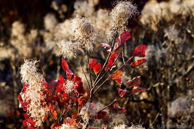 Close-up of red flowers on tree