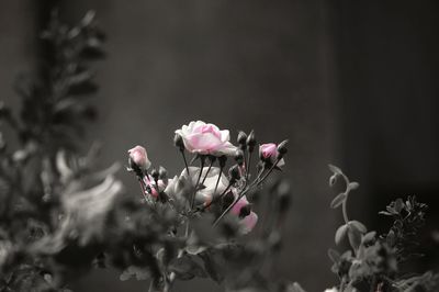 Close-up of flowers blooming outdoors