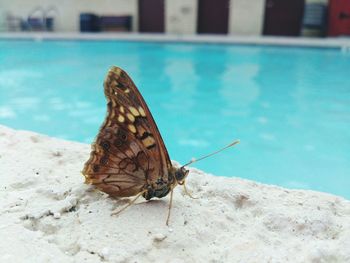 Close-up of butterfly perching on leaf