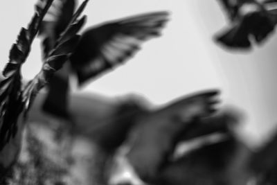 Low angle view of a bird flying