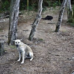 Cat in forest