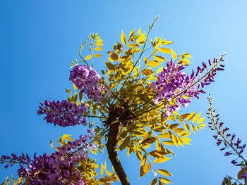 Low angle view of flowering plant against sky