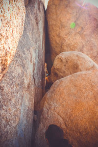 Close-up of lizard on rock