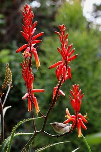 Close-up of red flowering plant