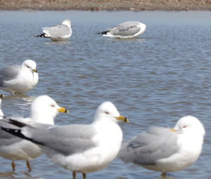 Seagulls on lake