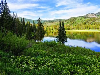 Scenic view of lake in forest against sky