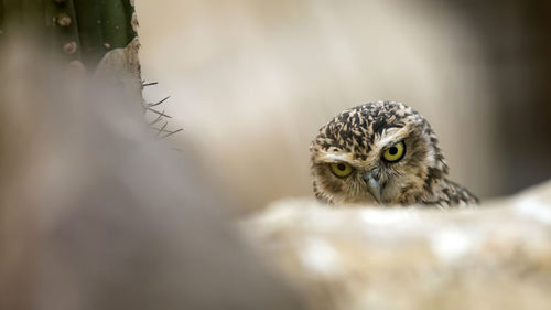 Close-up portrait of owl