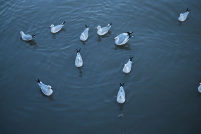 High angle view of seagulls in lake