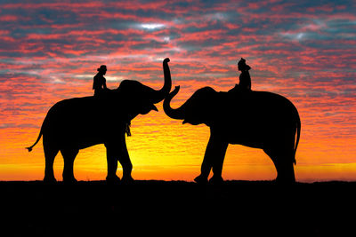 Silhouette of two horses on beach during sunset