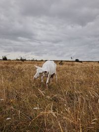 Goat grazing on field against sky