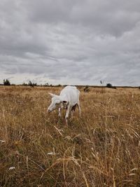 Sheep grazing on field against sky