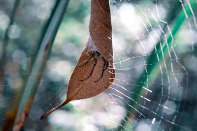 Close-up of spider web