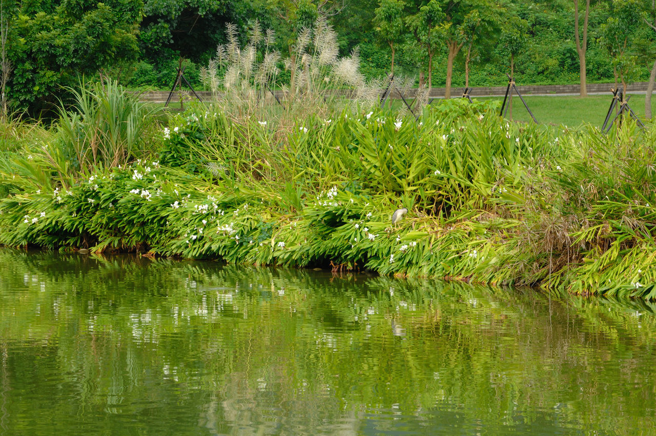 SCENIC VIEW OF LAKE