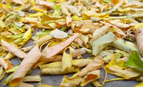 High angle view of chopped vegetables leaves