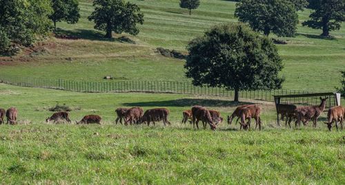 Deers grazing in field