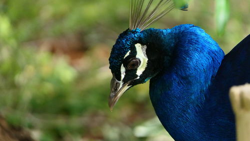 Close-up of a peacock