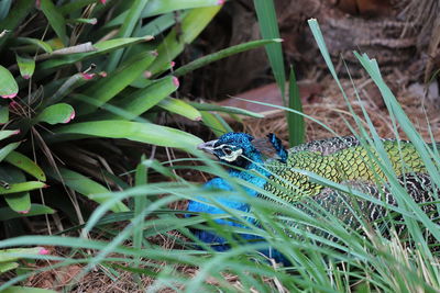 Close-up of lizard on grass