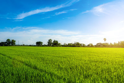 Scenic view of agricultural field against sky