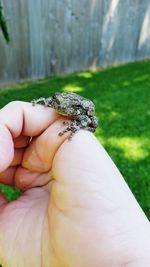 Close-up of hand holding small