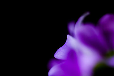 Close-up of purple flower against black background