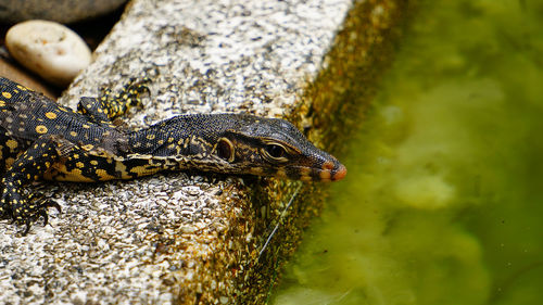 Close-up of lizard on rock