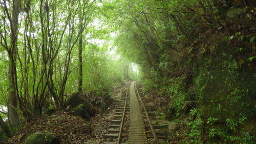 Railroad track amidst trees in forest