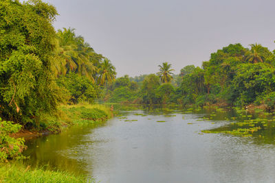 Scenic view of lake in forest against sky