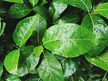 Full frame shot of wet plants