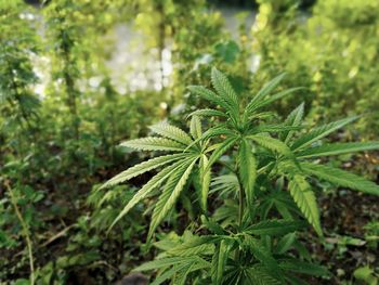 Close-up of marijuana plant growing on field. 