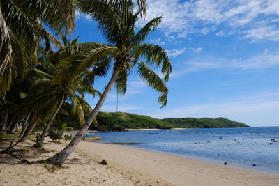 Palm trees on beach against sky