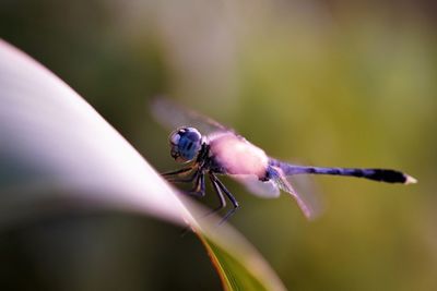 Close-up of insect on flower