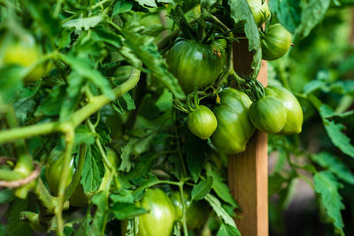 Close-up of green leaves