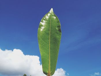 Close-up of fresh green leaf against blue sky
