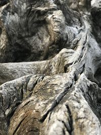 Full frame shot of tree trunk