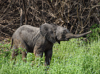 Elephants on field