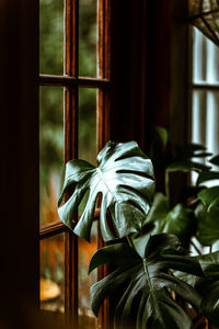 Close-up of potted plant on window