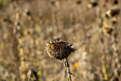 Close-up of wilted plant