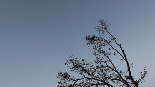 Low angle view of silhouette tree against clear sky