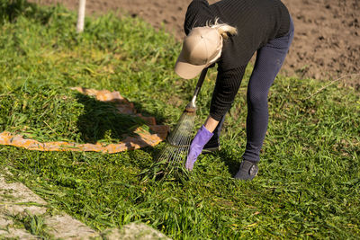 Cleaning mowed green grass from the lawn. the woman rakes the grass into a heap with a metal rake