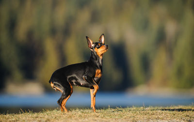 Portrait of dog standing on field