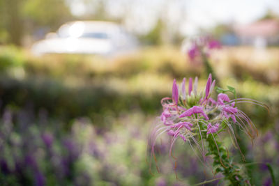 Close-up of pink flowering plant on field