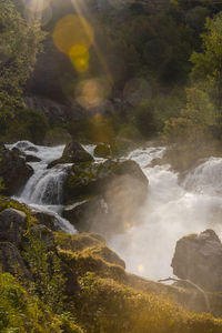 Scenic view of waterfall in forest