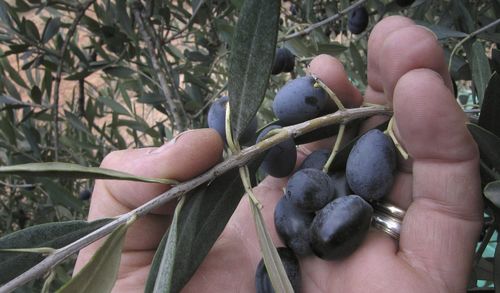 Close-up of hand holding plant