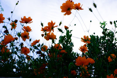 Close-up of orange flowering plants against sky