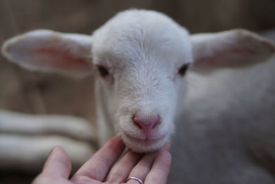 Close-up of hand holding hands