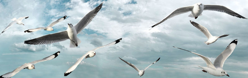 Seagulls flying in the sky